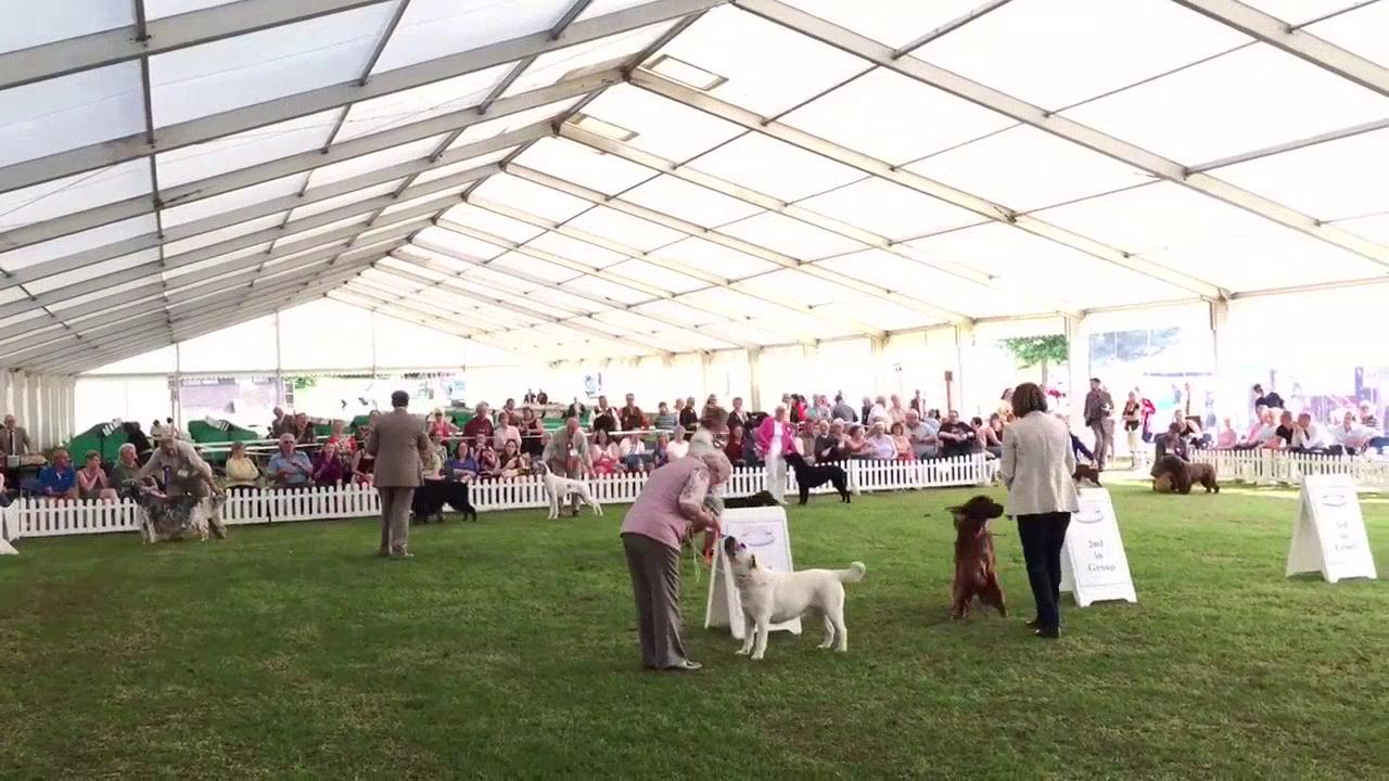 Southern Counties 2016 Gun Dog